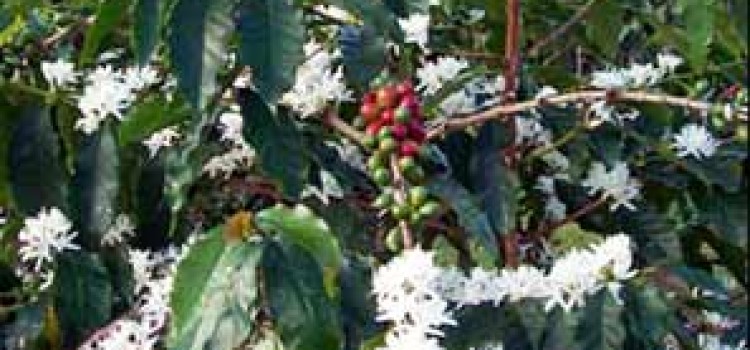 Honduras Reports Good Coffee Flowers