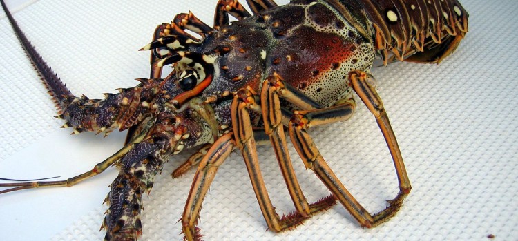 Honduras Lobsters caught Diving Rejected by US Market