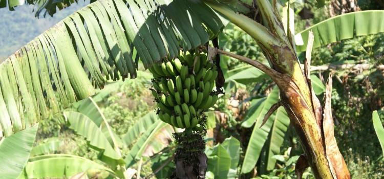 Honduras to Plant 3,000 Acres of Bananas