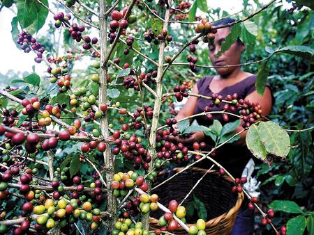 Coffee has been good for the Honduran economy.