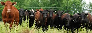 Canada to Export beef to Honduras