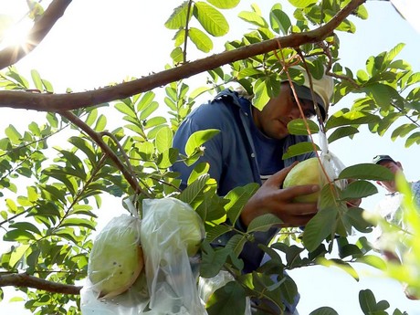 Honduras Pearl Guava "Guayaba"