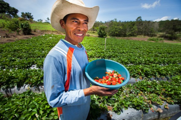 Honduras-Agriculture