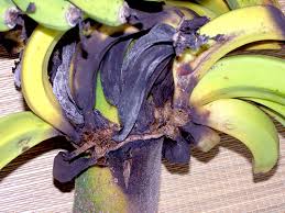 Fusarium fungus attacks bananas.