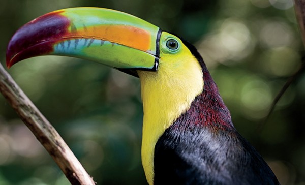 One of many bird species at Macaw Mountain Copan Honduras