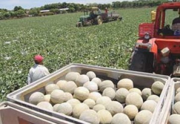 Melon and Watermelon Crops Could Generate 1 Billion Dollars for Honduras Economy