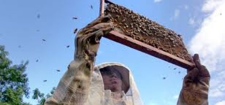 Honduran Agricultural School Promotes Safe Beekeeping Practices