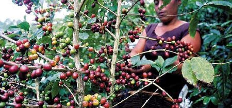 Honduras coffee exports more than double in November 2014