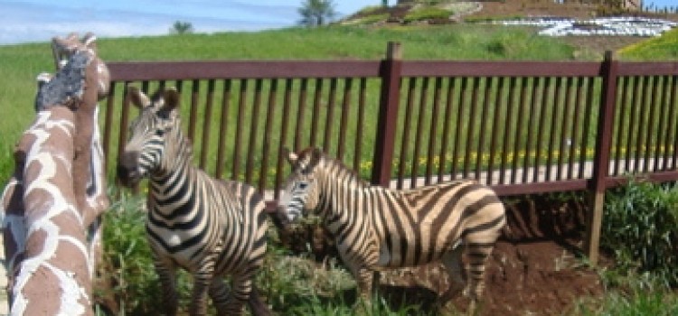 Drug Properties Seized Include Joya Grande Zoo