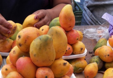 Honduras Creole Mango New Export Product