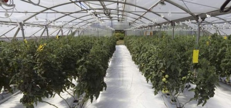 New greenhouse complex in Honduras will be dedicated to growing vegetables for export