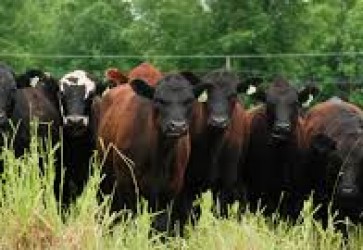 Canada to Export Beef to Honduras