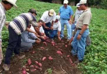 Honduras Expects an Over Supply of Sweet Potatoes