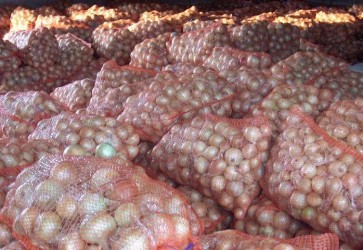 Honduras: SAG to install drying plant for onions