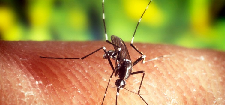 Honduras reports First Death from Chikungunya Virus