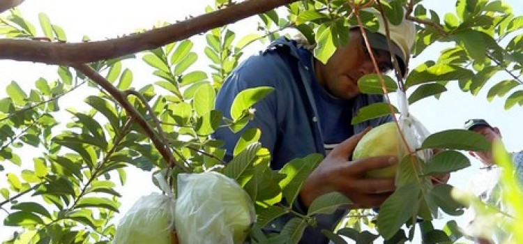 Honduras’ Pearl Guava “Guayaba” crops surpass China’s
