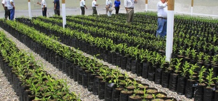 Over 8,000 citrus plants will be certified in Honduras