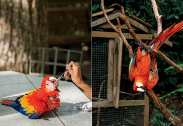 Macaw Mountain Bird Park & Nature Reserve – The Birdman of Honduras