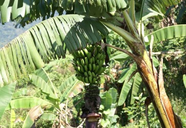 Honduras Banana Exports Increase by 11.5%