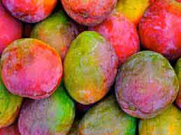 Honduras may increase production of Mangos and Avocados