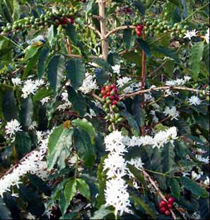 Honduras coffee plants