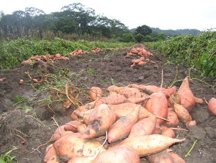 Honduras Sweet Potatoes