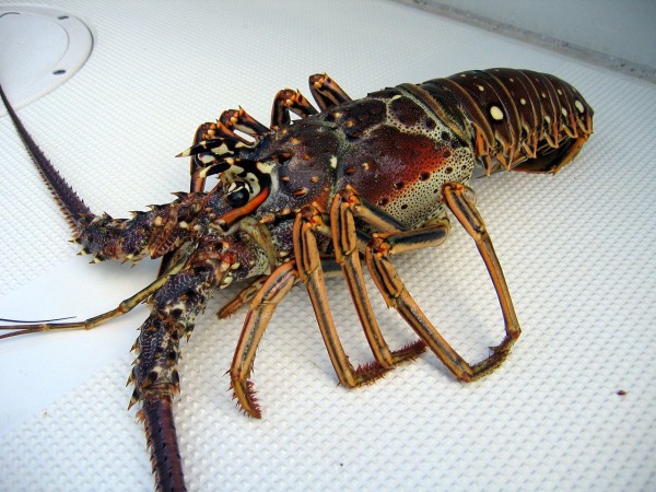 Honduras Lobsters 