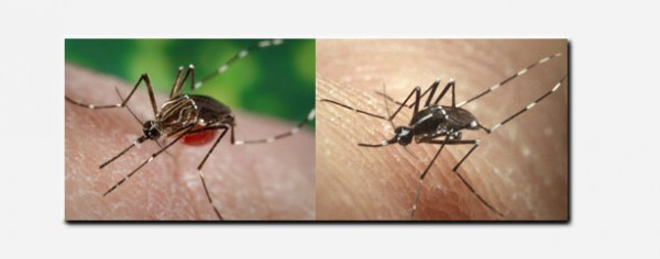 Mosquitoes Spread Chikungunya 