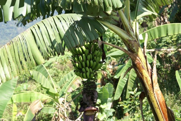 Honduras Banana